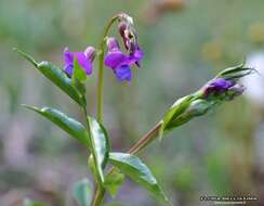 Image of spring pea