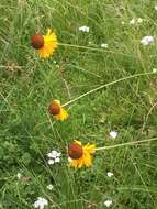 Image of Bigelow's sneezeweed