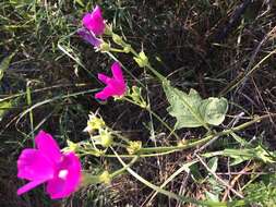 Callirhoe triangulata (Leavenw.) Gray resmi