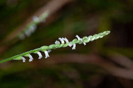 Image of Spiranthes hongkongensis S. Y. Hu & Barretto