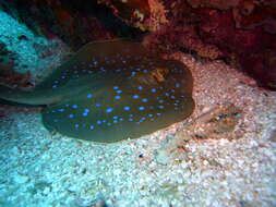 Image of Oceania fantail ray