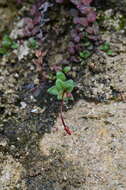 Imagem de Epilobium gracilipes T. Kirk