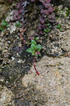 Imagem de Epilobium gracilipes T. Kirk