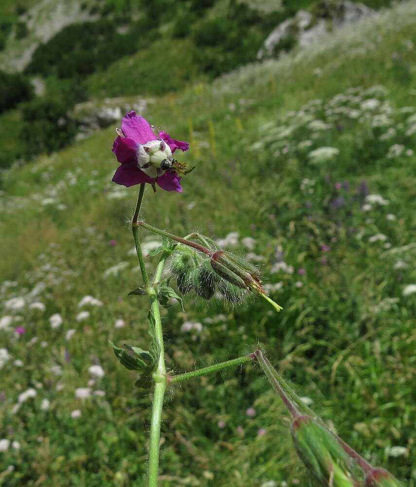 Image of Geranium reflexum L.