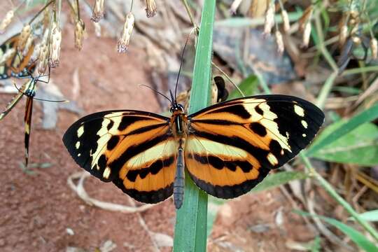 Imagem de Tithorea harmonia pseudethra Butler 1873