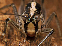 Nicsara bifasciata (Redtenbacher 1891) resmi