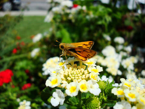 Image de Hylephila phyleus