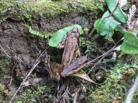 Image of Japanese Brown Frog