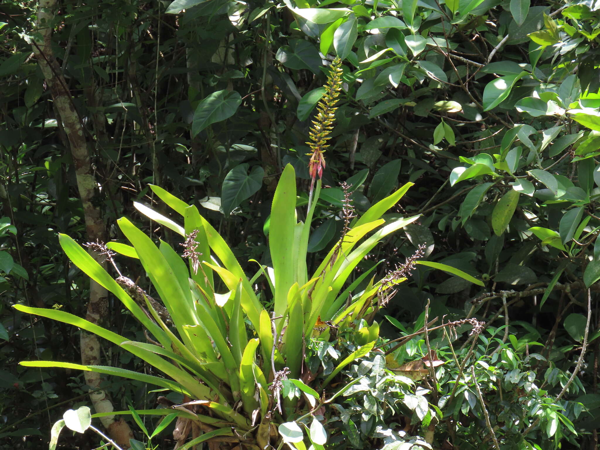 Слика од Aechmea angustifolia Poepp. & Endl.