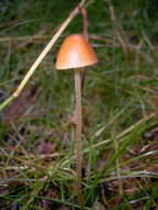 Image of Galerina vittiformis (Fr.) Singer 1950