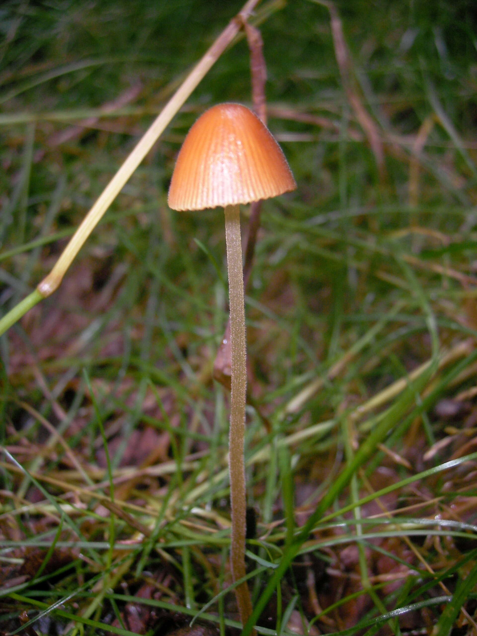 Image of Galerina vittiformis (Fr.) Singer 1950