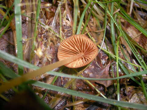 Image de Galerina vittiformis (Fr.) Singer 1950