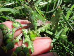 Image of Senecio vulgaris subsp. denticulatus (O. F. Mueller) P. D. Sell