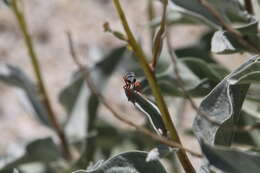 Image de Saropogon albifrons Back 1904