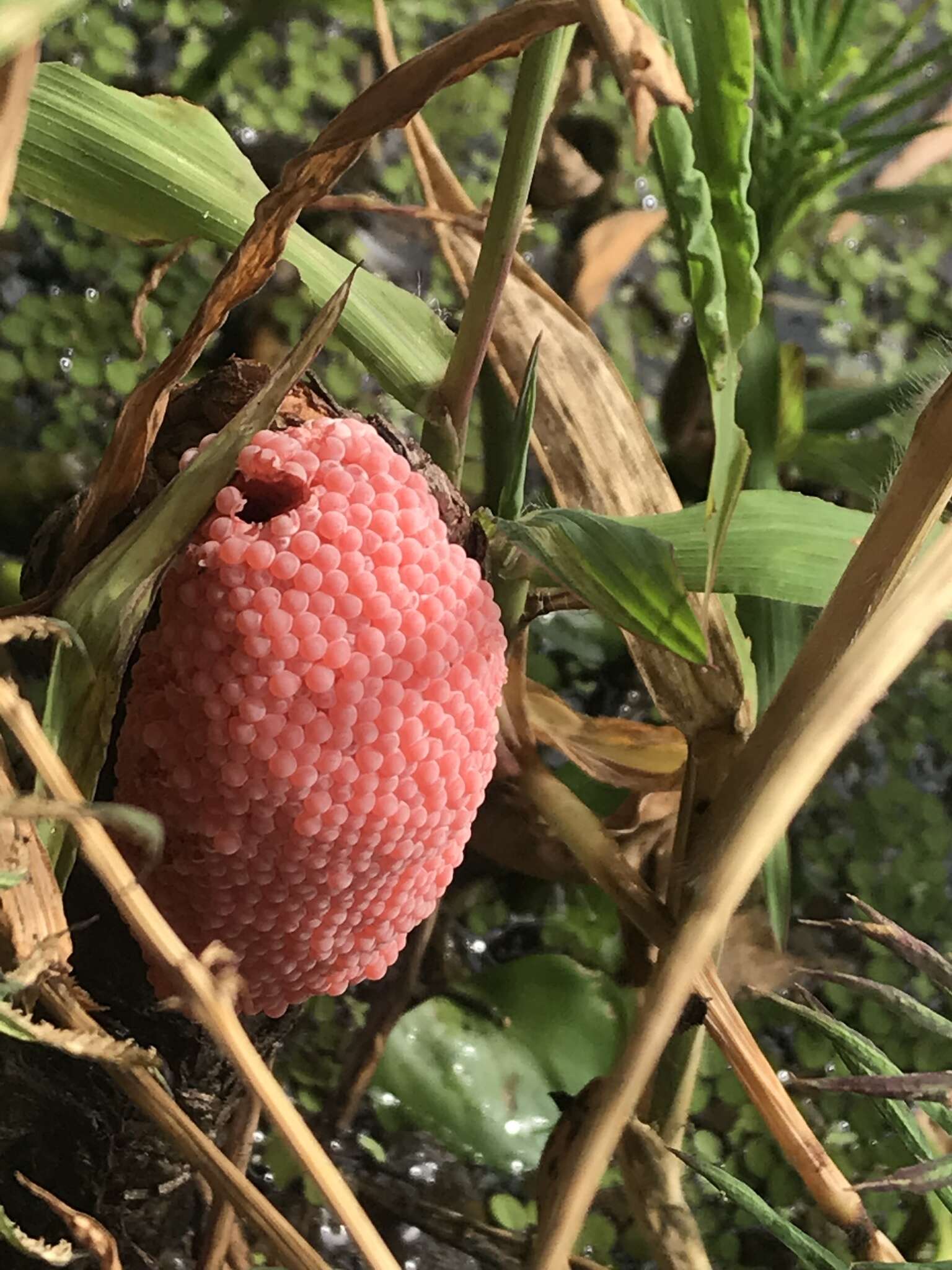 Image of Giant applesnail