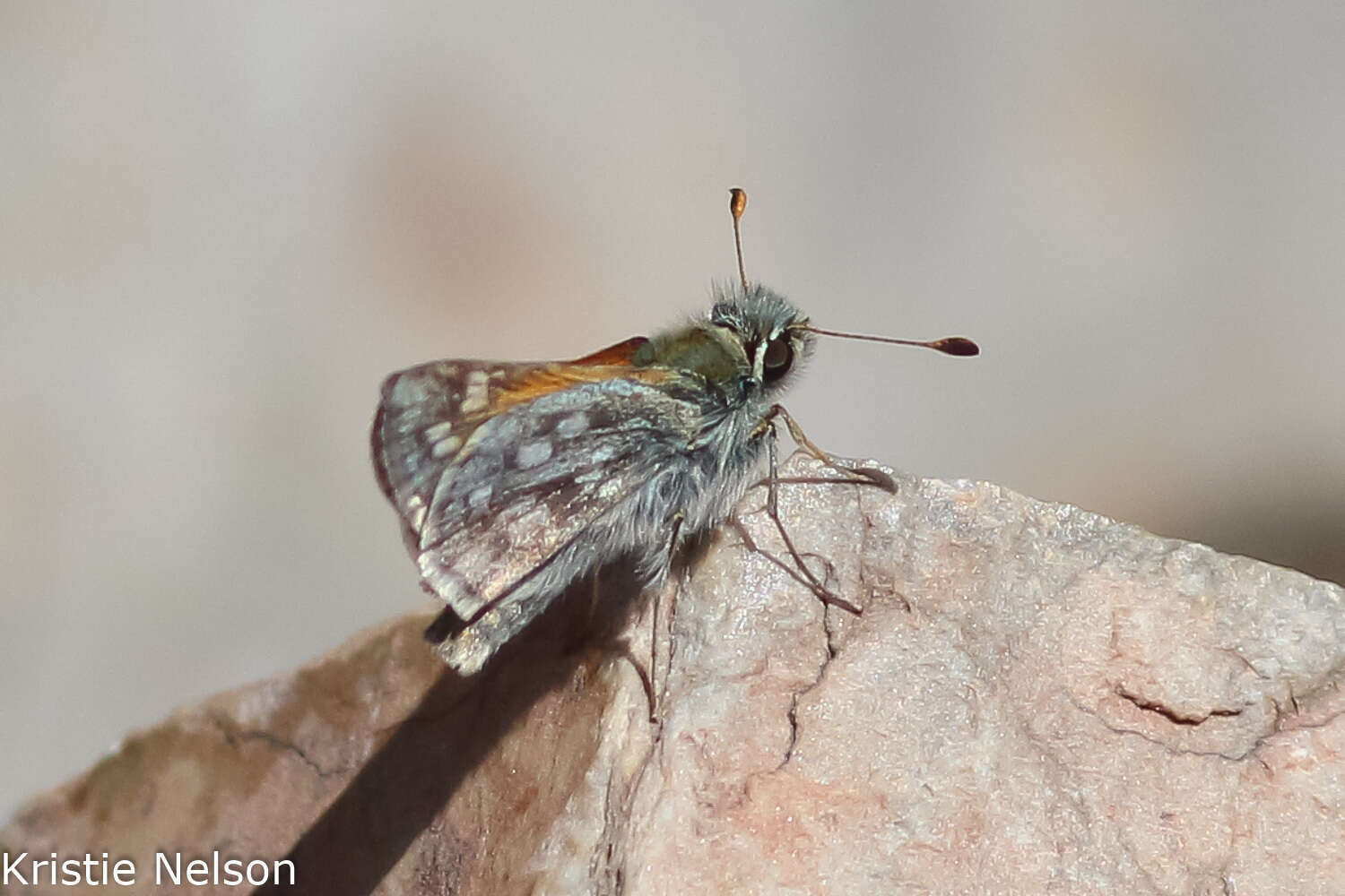 Image of Hesperia miriamae MacNeill 1959