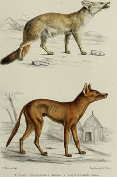 Image of African Sand Fox