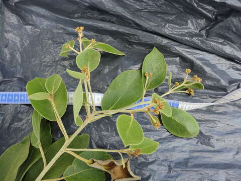 Image of Cordia trichotoma (Vell.) Arrab. ex Steud.