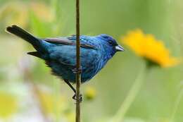 Image of Indigo Bunting