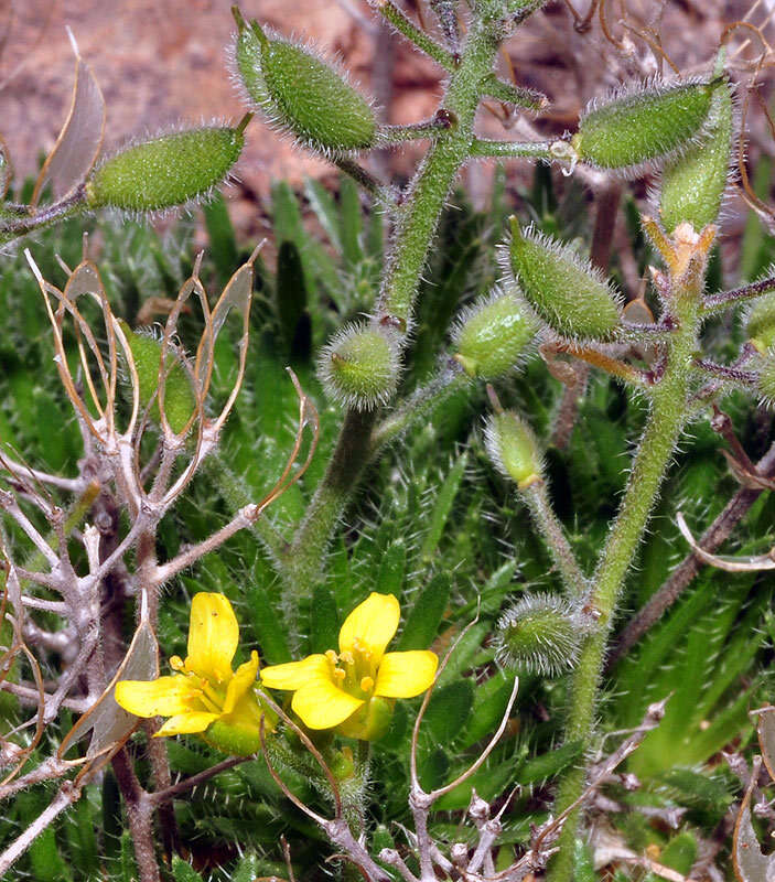 Image of Draba hispanica subsp. hispanica