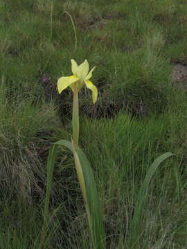 Image of Moraea alticola Goldblatt