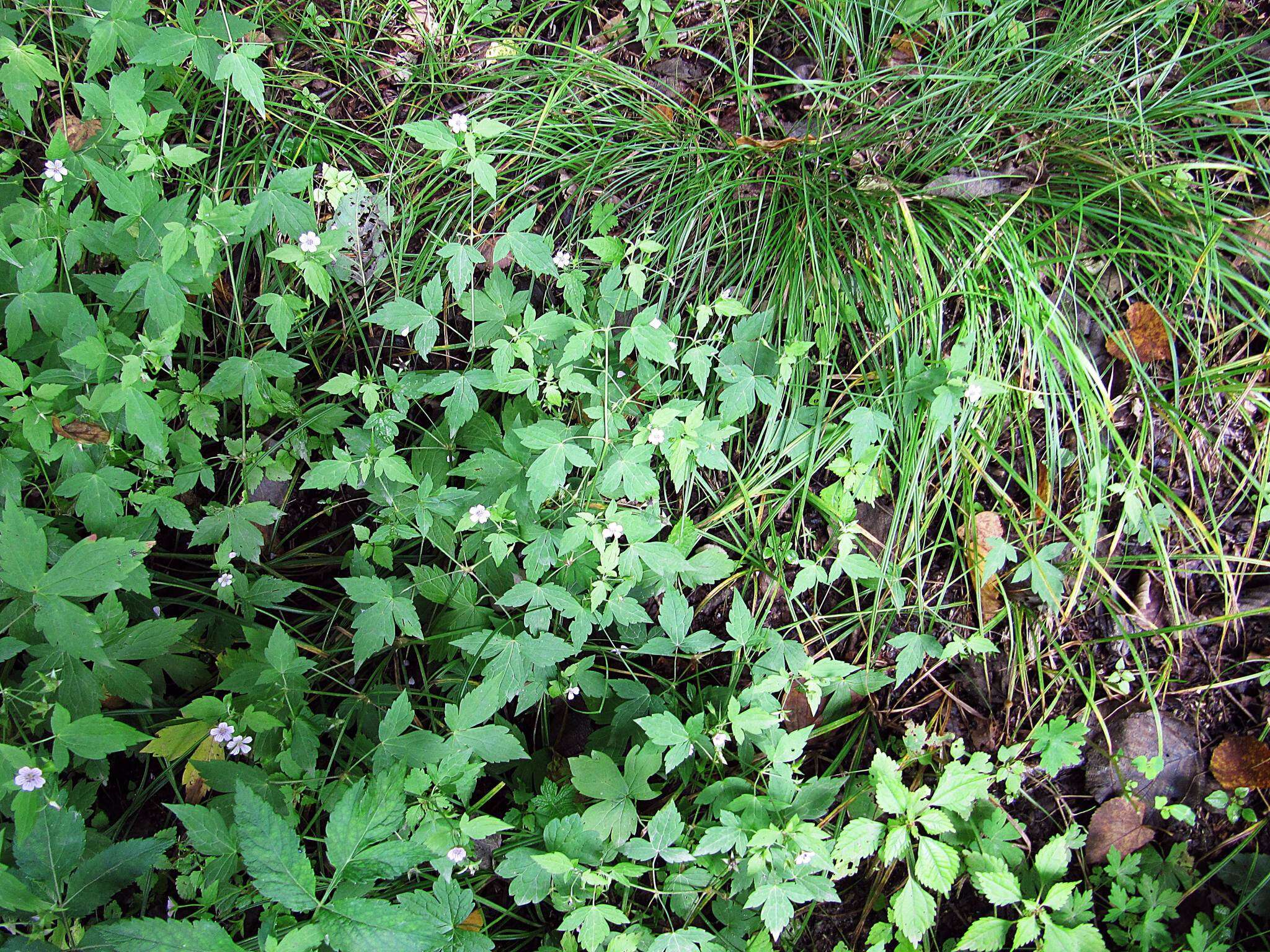 Image of Geranium wilfordii Maxim.