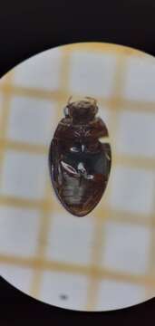 Image of Water scavenger beetle