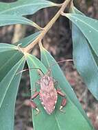 Image of Melucha phyllocnemis (Burmeister 1835)