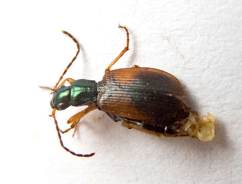 Слика од Anchomenus (Anchomenus) dorsalis (Pontoppidan 1763)