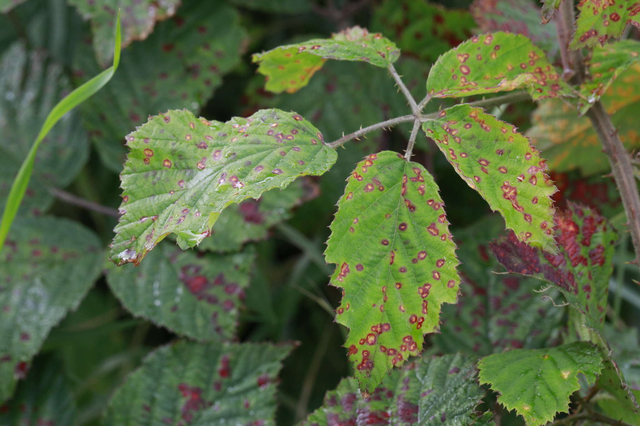 Sivun Rubus bartonii Newton kuva