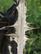 Image of Cotton Thistle