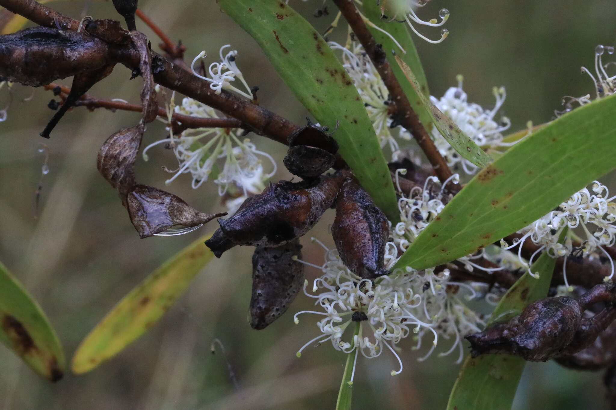 Image of Hakea florulenta Meissner