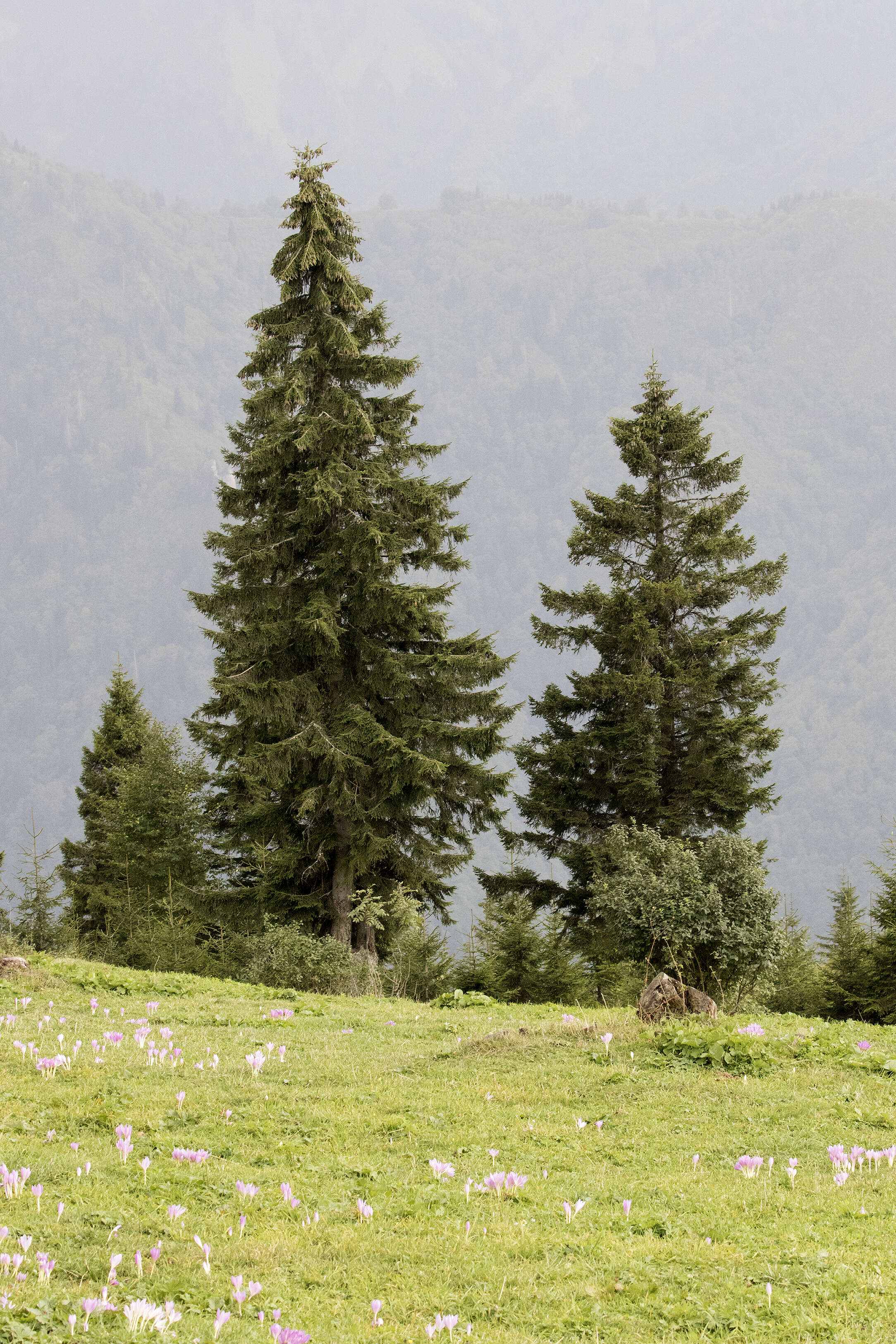 Image of Caucasian Spruce