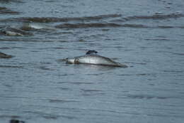 Image of Mud mullet