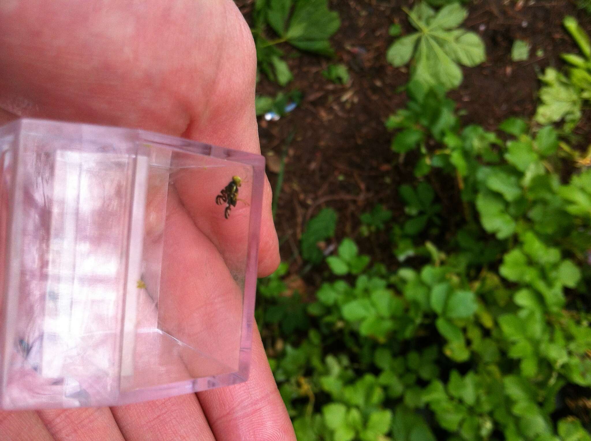 Image of Celery Fly