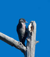 Image of Lewis's Woodpecker