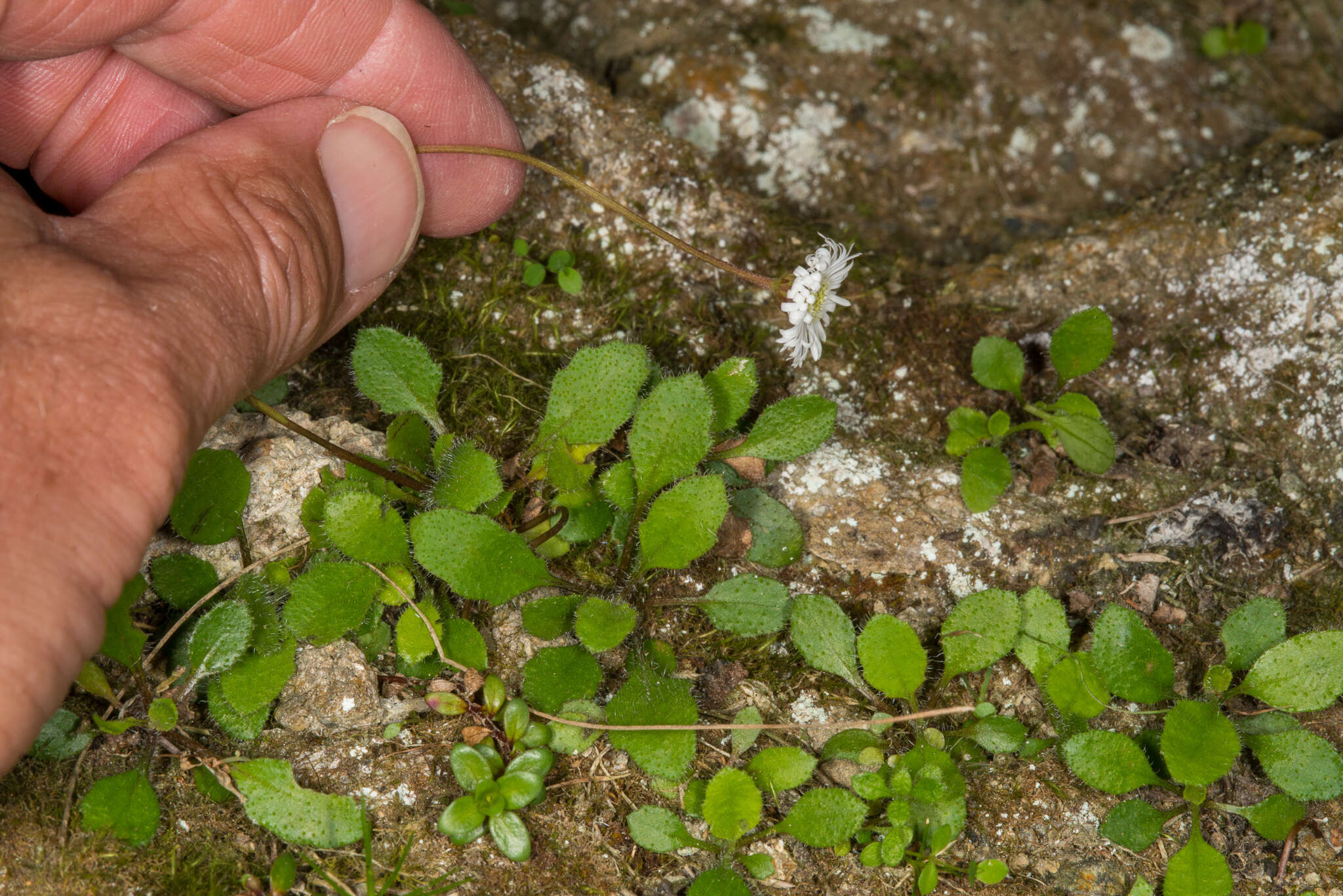 Image of Lagenophora petiolata Hook. fil.