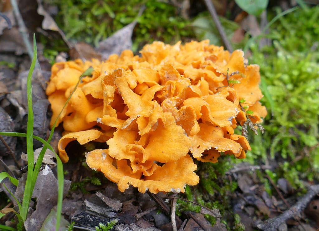 Image of Cantharellus odoratus (Schwein.) Fr. 1828