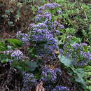 صورة Limonium brassicifolium (Webb & Berth.) O. Kuntze