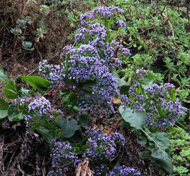 Limonium brassicifolium (Webb & Berth.) O. Kuntze resmi