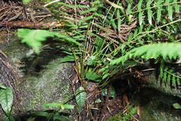 Polystichum formosanum Rosenst. resmi