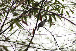 Image of Barred Antshrike