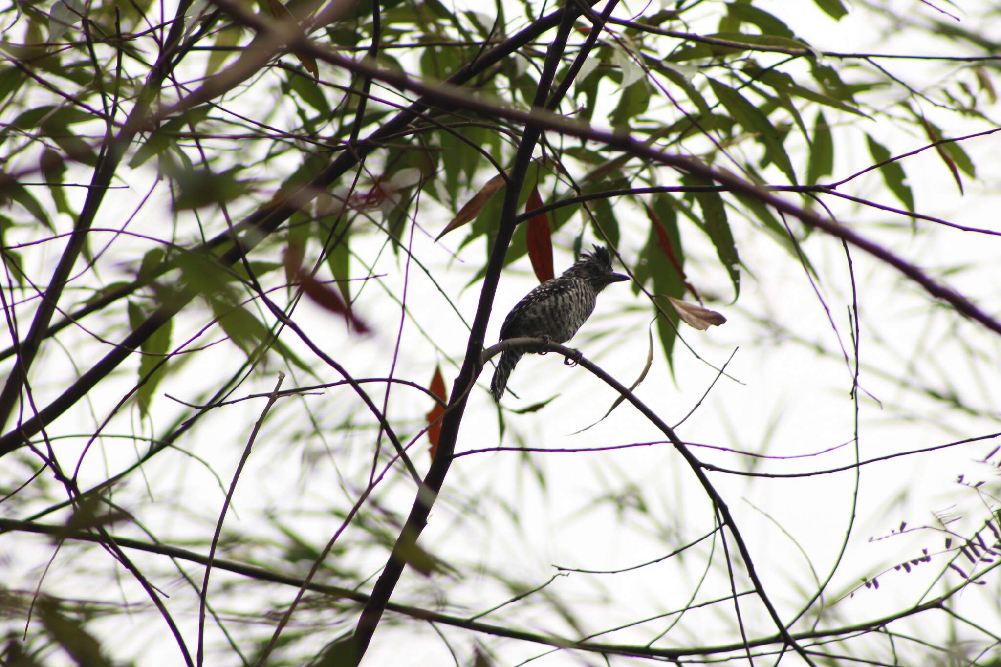 Image of Barred Antshrike