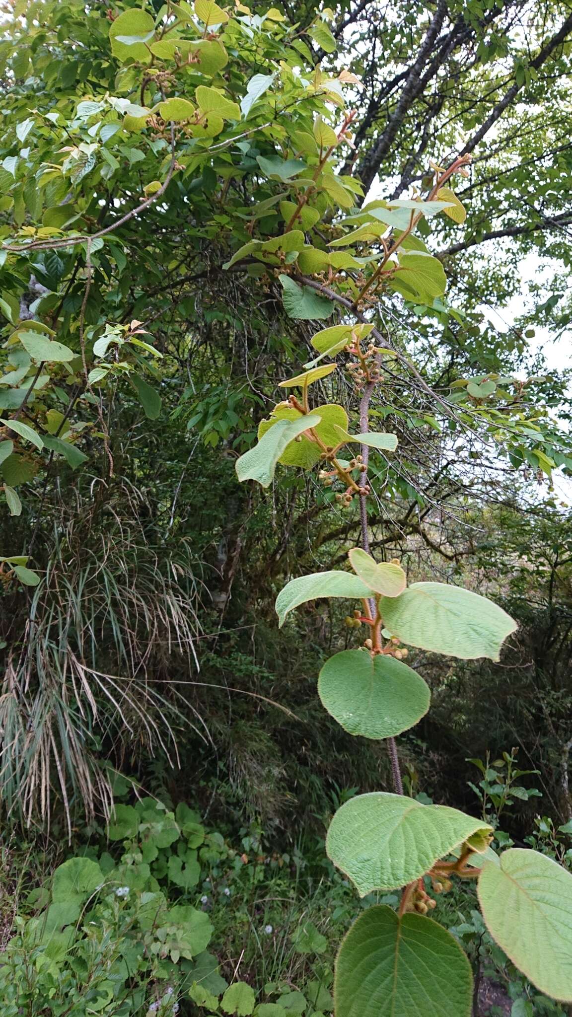 Image of Actinidia chinensis var. setosa H. L. Li