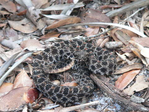 Image of Sistrurus miliarius barbouri Gloyd 1935