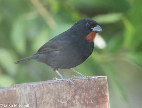 Image of Antillean bullfinches