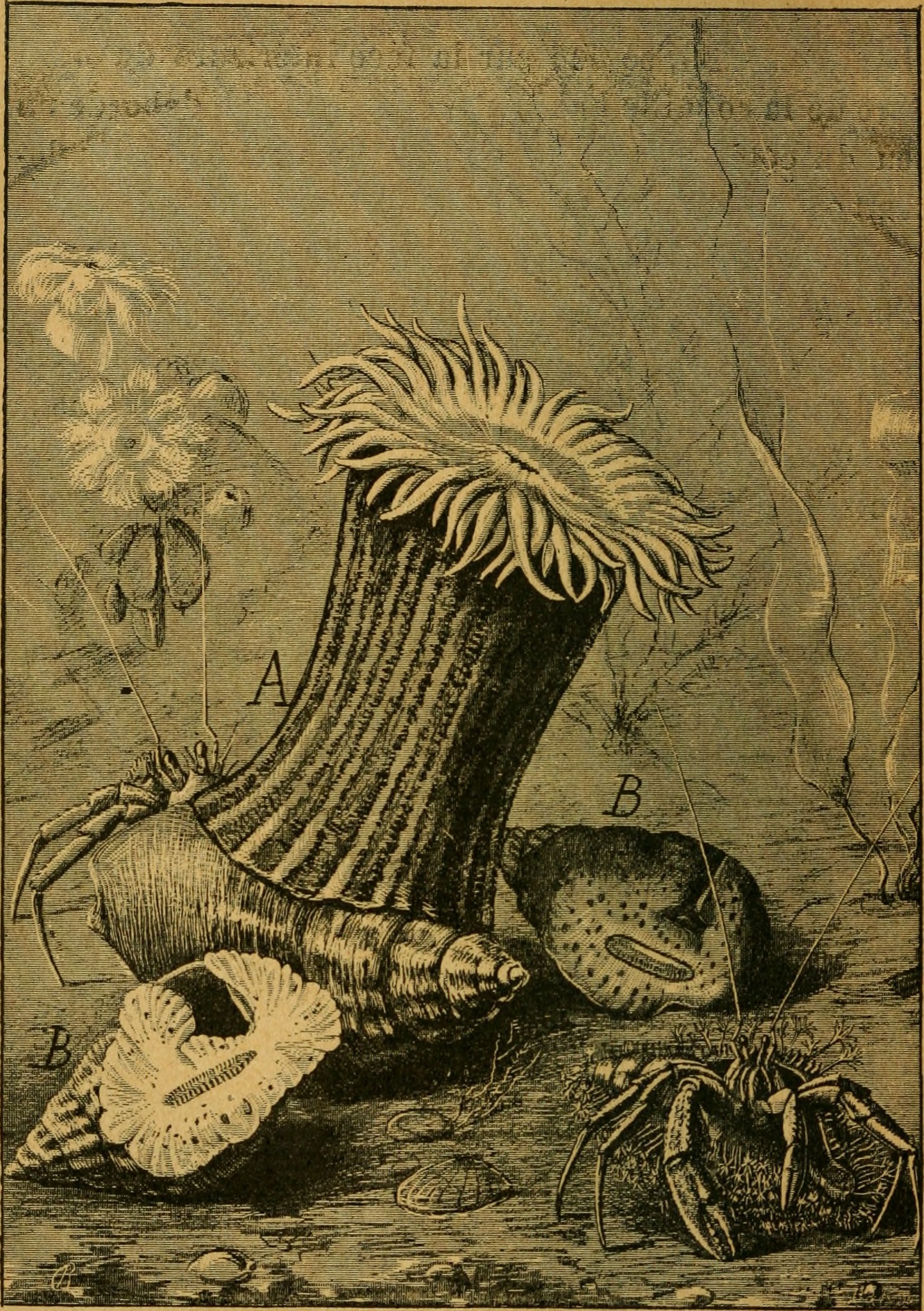 Image of parasitic anemone
