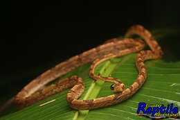 Image of Imantodes chocoensis Torres-Carvajal, Yánez-Muñoz, Quirola, Smith & Almendáriz 2012