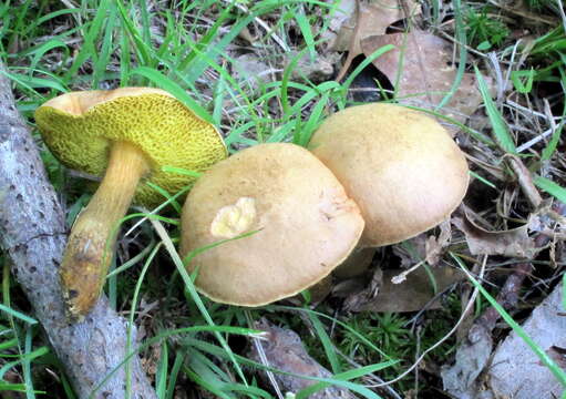 Image of Aureoboletus innixus (Frost) Halling, A. R. Bessette & Bessette 2015