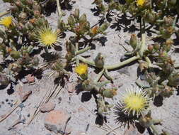 Mesembryanthemum pallens subsp. luteum (L. Bol.) Klak的圖片